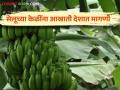 Banana Cultivation : केळी उत्पादक शेतकरी होतोय मालामाल! - Marathi News | Banana Cultivation: Banana farmers are getting rich! | Latest agriculture News at Lokmat.com