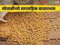 Soyabean Market : सोयाबीनला हमीभाव मिळेना, मागील आठवड्याचे बाजारभाव पाहिलेत का?  - Marathi News | Latest News Soyabean Market see last week market price of soyabean in latur market yard | Latest agriculture News at Lokmat.com