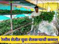 Sericulture Farming : 12 बॅचेस, वर्षाला दहा लाखांचे उत्पन्न, वर्ध्याच्या युवा शेतकऱ्याची रेशीम शेती  - Marathi News | Latest News 10 lakhs Annual income from sericulture farming by wardha district farmer | Latest agriculture News at Lokmat.com