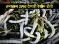 हमखास नफा मिळवून देणारा शेतीला पूरक रेशीम व्यवसाय कसा कराल? - Marathi News | How to start a profitable sericulture business complementary to agriculture? | Latest agriculture News at Lokmat.com