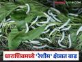Sericulture Farming: धाराशिव जिल्ह्यात 'रेशीम'ची चकाकी वाढली; ६२३ मेट्रिक टनाचे उत्पन्न वाचा सविस्तर - Marathi News | Sericulture Farming: latest news The luster of 'silk' increased in Dharashiv district; Yield of 623 metric tons Read in detail | Latest agriculture News at Lokmat.com