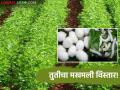 Sericulture Farming : रेशीम शेतीचा भन्नाट ट्रेंड; शेतकऱ्यांची कमाई 'इतकी' वाढली - Marathi News | latest news Sericulture Farming: The amazing trend of sericulture; Farmers' income has increased 'so much' | Latest agriculture News at Lokmat.com
