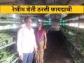 रेशीम शेतीमुळे भगवान जाधव यांच्या जीवनात सोनेरी दिवस - Marathi News | success story of Vaijapur's Bhagawan Jadhav's for sericulture farming | Latest agriculture News at Lokmat.com