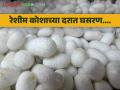 Sericulture Market : भावच मिळेना! रेशीम कोशाची साठवणूक वाढली, काय मिळतोय दर - Marathi News | latest News sericulture farming Tusshar silk cotton rates reduced in market yards of gadchiroli | Latest agriculture News at Lokmat.com
