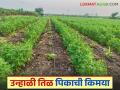 Intercropping Farming : केळी पिकात आंतरपीक म्हणून तिळाची लागवड करा, लाखोंचं उत्पन्न मिळवा! - Marathi News | Latest News Plant sesame as an intercrop with banana crops and earn income worth lakhs see details | Latest agriculture News at Lokmat.com
