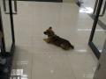 Faithful dog waits at hospital lobby for three months after his master dies of COVID-19 - Hindi News | Faithful dog waits at hospital lobby for three months after his master dies of COVID-19 | Latest international Photos at Lokmattimes.com