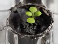 Moon Soil Plant: अफलातून प्रयोग! चंद्रावरून आणलेल्या मातीत उगवले रोपटे - Marathi News | Awesome experiment! Plants grown in soil brought from the moon | Latest international News at Lokmat.com