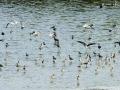 खारघर येथील खाडीत स्थलांतरित पक्ष्यांची रेलचेल - Marathi News | Traffic of migratory birds in the Gulf of Kharghar | Latest raigad News at Lokmat.com