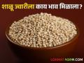 Sorghum Market : शाळू ज्वारीच्या बाजारभावात घसरण, आज कुठे-काय भाव मिळाला?  - Marathi News | Latest news Todays shalu sorghum market Price down in maharashtra market yards | Latest agriculture News at Lokmat.com