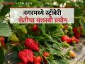 सोनईच्या शांताराम यांनी २० गुंठ्यात स्ट्रॉबेरीतून कमविले आठ लाख - Marathi News | farmer Shantaram from Sonai earned eight lakhs from 20 guntha of strawberries crop | Latest agriculture News at Lokmat.com