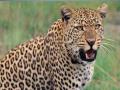 Leopard Attack: शहापूरमध्ये बिबट्याचा धुमाकूळ, हल्ल्यात तिघे जण जखमी  - Marathi News | Three people injured in leopard attack in Shahapur Karad taluka | Latest satara News at Lokmat.com