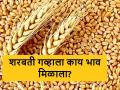 Wheat Market : बाजारात लोकल आणि शरबती गव्हाचा दबदबा, आज कुठे-काय मिळाला दर  - Marathi News | Latest News 08 april 2024 todays Wheat Market In maharashtra market yards | Latest agriculture News at Lokmat.com