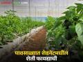 Shednet Farming : पावसाळ्यात शेडनेटमधील भाजीपाला शेती शेतकऱ्यांना करेल मालामाल - Marathi News | Latest News Vegetable farming in shade nets will make farmers rich during monsoon, read in detail | Latest agriculture News at Lokmat.com