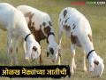Sheep Farming मेंढीपालन करताय, लोकर व मांसाचे अधिक उत्पादन देणाऱ्या जाती कोणत्या? - Marathi News | Sheep farming? Which breed produces more wool and meat? | Latest agriculture News at Lokmat.com