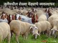 Goat Sheep Care : जुलैमधील शेळ्या, मेंढ्याचे व्यवस्थापन कसे कराल? जाणून घ्या सविस्तर  - Marathi News | Latest News How to care goats, sheep in rainy season in july Know in detail  | Latest agriculture News at Lokmat.com