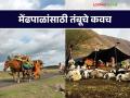बिबट्या पासून मेंढपाळांच्या संरक्षणासाठी वनविभागामार्फत तंबूचे कवच - Marathi News | Tent covers through forest department to protect sheep rearer from leopards | Latest agriculture News at Lokmat.com