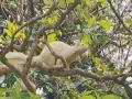 महाबळेश्वरच्या जंगलात पांढऱ्या शेकरूचे दर्शन - Marathi News | Sighting of a white fox in the forest of Mahabaleshwar | Latest satara News at Lokmat.com