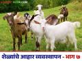 Goat Farming : 30 किलो वजनाच्या शेळीला काय खायला द्यावे? जाणून घ्या सविस्तर  - Marathi News | Latest News sheli palan ahar Goat Farming What to feed a 30 kg goat Learn in detail | Latest agriculture News at Lokmat.com