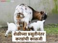 Goat Farming Tips : शेळीच्या प्रसूतीनंतर लागलीच 'हे' उपाय करा, करडांचा मृत्युदर होईल कमी  - Marathi News | Latest News Goat farming Tips Take these measures to prevent death of goats after giving birth | Latest agriculture News at Lokmat.com