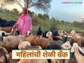 खान्देशात उभी राहिली शेळी बँक, तीनशेहून अधिक महिलांना रोजगार, काय आहे शेळी बँक? - Marathi News | Latest News Sheli Bank Women from Khandesh set up goat bank how is work | Latest agriculture News at Lokmat.com