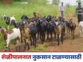 Goat Farming : शेळीपालनात नुकसान टाळण्यासाठी 'या' गोष्टींकडे लक्ष द्या, वाचा सविस्तर  - Marathi News | Latest News Goat farming Techniques Pay attention to these things to avoid losses in goat farming, read in detail | Latest agriculture News at Lokmat.com