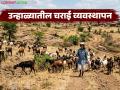 Goat Farming : उन्हाळ्यात शेळ्यांचे चराईचे वेळापत्रक बदलणं आवश्यक, अन्यथा लाखोंचं नुकसान होईल! - Marathi News | Latest News necessary to change the grazing schedule of goats in summer see details | Latest agriculture News at Lokmat.com