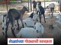 शेळ्यांच्या निवाऱ्याचा जागेवर भुसा, कोरडी वाळू पसरवण्याचे फायदे, वाचा सविस्तर  - Marathi News | Latest news Goat farming shelter Moisture in monsoon is dangerous for health of goats read in detail | Latest agriculture News at Lokmat.com
