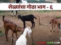 Goat Farming Technique : शेळ्यांचा गोठा कसा असावा? वाचा सविस्तर  - Marathi News | Latest news Sheli Palan Goat Farming What should goat shed look like Read in detail | Latest agriculture News at Lokmat.com