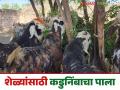 Neem For Goats : शेळ्यांसाठी कडुनिंबाचा पाला अनेक आजारांवर गुणकारी, जाणून घ्या सविस्तर  - Marathi News | Latest News Goat Farming Neem leaves are effective for goats farming against many diseases, know in detail | Latest agriculture News at Lokmat.com