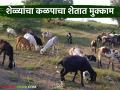 शेळ्यांचा कळप शेतात बसविण्यासाठी दिवसाला 500 रुपये का दिले जात आहेत?  - Marathi News | Latest News Why are you paying Rs. 500 per day to keep herd of goats in farm? | Latest agriculture News at Lokmat.com
