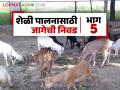 Goat Farming Technique : शेळीपालन व्यवसायासाठी जागेची निवड किती महत्वाची? जाणून घ्या सविस्तर  - Marathi News | Latest News Goat Farming Technique How important is choice of location for goat farming business see detail | Latest agriculture News at Lokmat.com