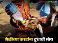 शेळीच्या करडांना पहिल्या पाच दिवसांत आईचं दूध न मिळाल्यास 'हा' उपाय करावा, वाचा सविस्तर  - Marathi News | Latest News sheli Palan goat kids do not get mother's milk in first five days | Latest agriculture News at Lokmat.com