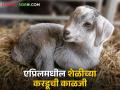 Goat Farming : जर एप्रिलमध्ये शेळीने करडूला जन्म दिला तर अशी काळजी घ्या, वाचा सविस्तर  - Marathi News | Latest News Goat farming goat gives birth to kid in April take these precautions read in detail | Latest agriculture News at Lokmat.com