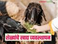 Goat Farming: उष्माघातापासून वाचविण्यासाठी शेळ्यांना काय खायला द्यावे? वाचा सविस्तर - Marathi News | Latest News Sheli Palan What should goats be fed to protect them from heatstroke Read in detail | Latest agriculture News at Lokmat.com