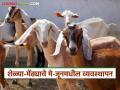 Goat Farming : अधिक तापमान अन् पावसाचा काळ, शेळ्या-मेंढ्यांची काळजी कशी घ्याल?  - Marathi News | latest News Goat Farming How do you take care of goats and sheep during high temperatures and rainy season | Latest agriculture News at Lokmat.com