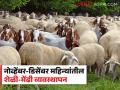 Winter Goat Sheep Care : नोव्हेंबर-डिसेंबर महिन्यात शेळ्या मेंढ्यांची काळजी कशी घ्याल? वाचा सविस्तर  - Marathi News | Latest news How to take care of goats and sheep in winter season Read in detail  | Latest agriculture News at Lokmat.com