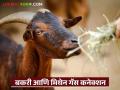 Methane Gas : शेळी वर्षभरात किती मिथेन गॅस बाहेर सोडते? त्याचा काय परिणाम होतो?  - Marathi News | Latest News How much methane gas does goat release in year effect on temperature | Latest agriculture News at Lokmat.com