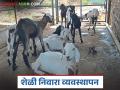 Goat Farming : पावसाळ्यात शेळ्यांच्या शेडच्या प्रवेशद्वाराजवळ चुना टाकण्याचे फायदे, वाचा सविस्तर - Marathi News | Latest News Sheli Palan Benefits of applying lime near entrance of goat sheds during monsoon | Latest agriculture News at Lokmat.com