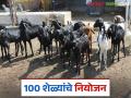 Goat Farming : 100 शेळ्यांच्या शेळीपालनासाठी किती खर्च येईल, किती नफा होईल? वाचा सविस्तर  - Marathi News | Latest news Goat farming Tips How much does it cost to raise 100 goats see details | Latest agriculture News at Lokmat.com