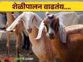 Goat Farming : देशातील 'या' राज्यांमध्ये शेळीपालन वाढतंय, महाराष्ट्र कितव्या स्थानावर? वाचा सविस्तर - Marathi News | Latest News Sheli Palan Goat farming is increasing in india, Maharashtra 4th ranked Read in detail | Latest agriculture News at Lokmat.com