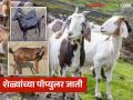 दुप्पट उत्पन्न देणाऱ्या शेळ्यांच्या 'या' तीन जाती निवडा अन् शेळीपालनात फायद्याच फायदा मिळवा - Marathi News | Choose these three breeds of goats that give double income and reap the benefits of goat farming | Latest agriculture News at Lokmat.com