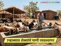 उन्हाळ्यात शेळ्यांना दररोज इतके लिटर पाणी पाजा, ही लस टोचून घ्या, जाणून घ्या सविस्तर - Marathi News | Latest News Goat Farming give this many liters of water to goats every day, get this vaccine, know in detail | Latest agriculture News at Lokmat.com
