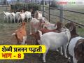 Goat Farming  : शेळीपालन व्यवसायातील प्रजनन आणि पैदास व्यवस्थापन, वाचा सविस्तर  - Marathi News | Latest News Breeding and production management in goat farming business, read in detail | Latest agriculture News at Lokmat.com
