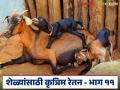 Goat Farming Guide : शेळ्यांसाठी कृत्रिम रेतन कसे करावे? त्याचे फायदे काय? वाचा सविस्तर  - Marathi News | Latest News Advantages of pregnancy through artificial insemination in goat farming Read In details | Latest agriculture News at Lokmat.com