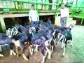 निळेली पशुधन संशोधन केंद्र पुरस्काराने सन्मानित - Marathi News | Awarded the Blue Livestock Research Center Award | Latest sindhudurga News at Lokmat.com