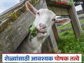 Goat Farming Tips : शेळ्यांच्या आहारात 'ही' पोषक तत्वे असतील तर दुधाला कमी नाही, वाचा सविस्तर  - Marathi News | Latest News Goat Farming tips Provide nutrients in goats' diet, help increase milk, meat production read in detail | Latest agriculture News at Lokmat.com