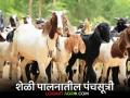 Sheli Palan : शेळीपालनात कमी वेळात जास्त कमाई करायचीय, वाचा पाच प्रभावी टिप्स  - Marathi News | Latest News Sheli Palan Five effective tips to earn more money in goat farming see details | Latest agriculture News at Lokmat.com