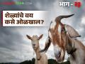 Goat Farming Tips : शेळ्यांचे वय ओळखण्यासाठी 'ही' सोपी ट्रीक वापरा, जाणून घ्या सविस्तर  - Marathi News | Latest News Goat Farming Tips Use this simple trick to identify age of goats, know in detail | Latest agriculture News at Lokmat.com