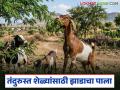 शेळ्यांचे दूध आणि वजन वाढविण्यासाठी 'या' झाडांचा पाला खाऊ घाला, वाचा सविस्तर  - Marathi News | Latest News Feed the leaves of plants to goats to increase their milk and weight | Latest agriculture News at Lokmat.com