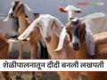 Goat Farming : 40 शेळ्या अन् दहा बोकडांची मालकीण, शेळीपालनातून गडचिरोलीच्या ताई बनल्या लखपती! - Marathi News | Latest News Joshila Bodhlkar of Gadchiroli became millionaire from goat Farming by umed | Latest agriculture News at Lokmat.com